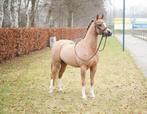 Knappe 6 jarige welsh B ruin, Ruin, 3 tot 6 jaar, C pony (1.27m tot 1.37m), Met stamboom