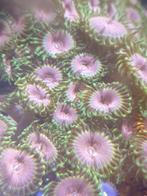 Zoanthus pink diamonds vanaf €5, Dieren en Toebehoren, Vissen | Aquariumvissen, Overige typen, Zoutwatervis