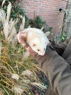 Te koop 4 jachtfretten rammen, Mei, Mannelijk