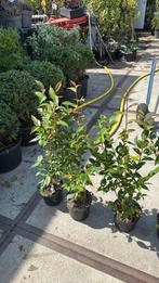 Camelia springfestival hoog 80 cm boeien van feb tot mei, Vaste plant, Halfschaduw, Lente, Ophalen