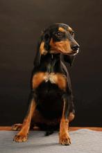 Joeye is in Nederland te bezoeken, Dieren en Toebehoren, Honden | Niet-rashonden, Rabiës (hondsdolheid), 15 weken tot 1 jaar, Buitenland