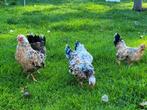 Serama kippen, Dieren en Toebehoren, Pluimvee, Meerdere dieren, Kip