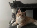 2 maine coon kittens met Stamboom 12 weekjes / main coon, Dieren en Toebehoren, Katten en Kittens | Raskatten | Langhaar, Met stamboom