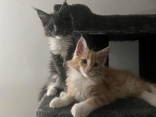 maine coon mannetje met Stamboom 12 weekjes / main coon, Dieren en Toebehoren, Katten en Kittens | Raskatten | Langhaar, Meerdere dieren