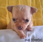 Chihuahua pups (kortharig), Dieren en Toebehoren, Honden | Chihuahua's en Gezelschapshonden, België, Particulier, Rabiës (hondsdolheid)