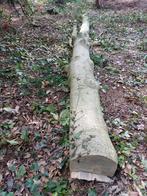 hulst hout 6 meter, Ophalen, Nieuw