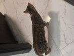 Bengaalse poes 5 jaar, Dieren en Toebehoren, Katten en Kittens | Raskatten | Korthaar, Poes