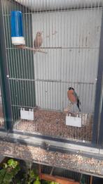 Koppel goudvinken, Dieren en Toebehoren, Meerdere dieren, Wildzangvogel, Geringd