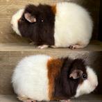 Us teddy choco goud wit beertje, Cavia, Februari, Mannelijk, Tam