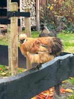 Zijdehoen haan, Dieren en Toebehoren, Pluimvee, Mannelijk, Kip