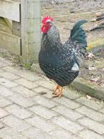 Haan, Barnevelder zilver dubbelgezoomd, Dieren en Toebehoren, Mannelijk, Kip