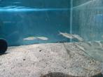 Megalops Atlanticus, Tarpon, Dieren en Toebehoren, Vis, Zoetwatervis