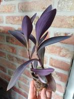 Tradescantia pallida 'Pink Stripe', Ophalen of Verzenden, Halfschaduw, Minder dan 100 cm