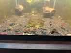 Skittel mix neocaridina garnaal actie 50 stuks €25.-, Kreeft, Krab of Garnaal, Zoetwatervis, Schoolvis
