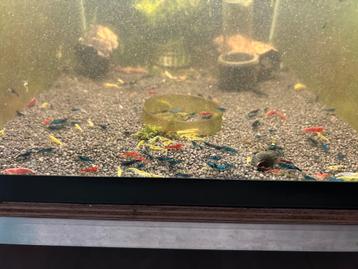 Skittel mix neocaridina garnaal actie 50 stuks €25.- beschikbaar voor biedingen