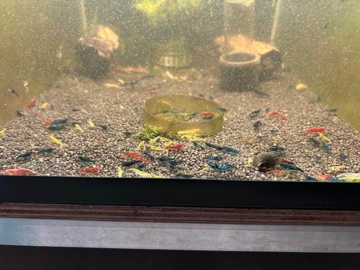 Skittel mix neocaridina garnaal actie 50 stuks €25.-, Dieren en Toebehoren, Vissen | Aquariumvissen, Zoetwatervis, Kreeft, Krab of Garnaal