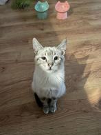 MJM Dogs Foundation: Thor, Dieren en Toebehoren, Kater, Kortharig, 0 tot 2 jaar