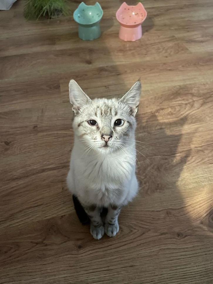 MJM Dogs Foundation: Thor, Dieren en Toebehoren, Katten en Kittens | Overige Katten, Kortharig, Kater, 0 tot 2 jaar