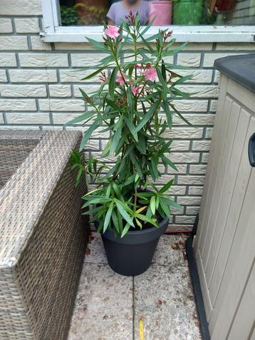 Middelgrote oleander (zachtroze) beschikbaar voor biedingen