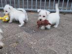 PRACHTIGE West highland white terrier pups ( nog  1 pup), Dieren en Toebehoren, Nederland, Overige rassen, CDV (hondenziekte)