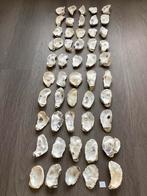 Oesterschelpen, Ophalen of Verzenden, Schelp(en)