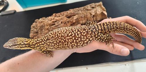 Varanus acanthurus - yellow, Dieren en Toebehoren, Reptielen en Amfibieën, Hagedis, 3 tot 6 jaar