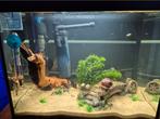 Aquarium superfish 16 liter, Ophalen, Gebruikt, Gevuld zoetwateraquarium