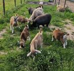 Lieve  toggenburger bokjes zoeken een ander stalletje, Dieren en Toebehoren, Schapen, Geiten en Varkens, Mannelijk, Geit