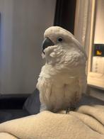 Alba Kaketoe te koop, Mannelijk, Papegaai, Tam
