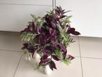 Tradescantia, Huis en Inrichting, Kamerplanten, Ophalen, Halfschaduw, Minder dan 100 cm