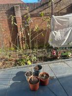 Amandelboom, Volle zon, Bloeit niet, 100 tot 250 cm, Overige soorten