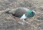Jonge pauwen, Dieren en Toebehoren, Pluimvee, Meerdere dieren, Overige soorten