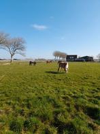 Prive stalling Warmenhuizen, Dieren en Toebehoren, Stalling, 1 paard of pony