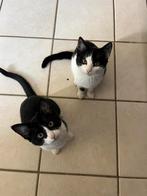 Lieve makke kittens, Poes