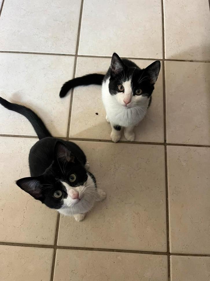 Lieve makke kittens, Dieren en Toebehoren, Katten en Kittens | Overige Katten, Poes