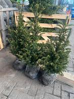 Prachtige taxus bacata 80-100, Tuin en Terras, Planten | Struiken en Hagen, Ophalen, Taxus, Haag, Minder dan 100 cm