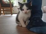 Kitten kater lief karakter, Dieren en Toebehoren, Katten en Kittens | Overige Katten, Kater