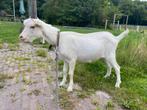 Witte bok ter dekking, Dieren en Toebehoren, Mannelijk, Geit