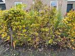 Beukenhaag gratis, Tuin en Terras, Planten | Struiken en Hagen, Ophalen, Beukenhaag, Haag, 100 tot 250 cm