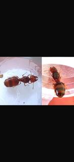 Pheidole pallidula red morph, Dieren en Toebehoren, Mieren