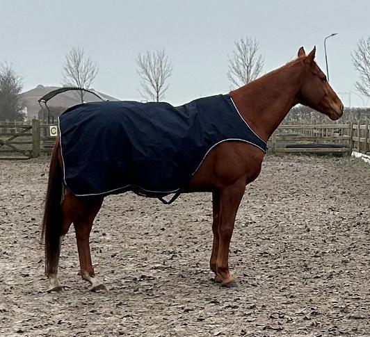 Waldhausen stapmolen deken 145-198, Dieren en Toebehoren, Paarden en Pony's | Dekens en Dekjes, Gebruikt, Ophalen of Verzenden