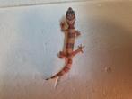 Luipaardgekko eublepharis macularis 0.0.1  #6, Hagedis