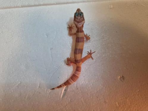 Luipaardgekko eublepharis macularis 0.0.1  #6, Dieren en Toebehoren, Reptielen en Amfibieën, Hagedis