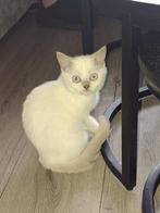 Britse korthaar kittens lilac point, Dieren en Toebehoren, Meerdere dieren, Ontwormd, 0 tot 2 jaar