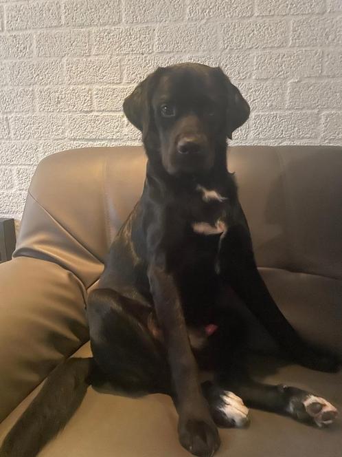 Labrador x berner sennen, Dieren en Toebehoren, Honden | Retrievers, Spaniëls en Waterhonden, Reu, Labrador retriever, Particulier