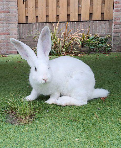 Chromis zoekt een huisje! (ram gecastreerd en gevaccineerd), Dieren en Toebehoren, Konijnen, Groot, Mannelijk, 0 tot 2 jaar