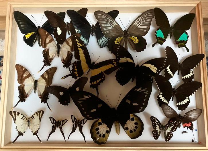 Verzameling  van 16 bijzondere vlinders taxidermie, Verzamelen, Dierenverzamelingen, Gebruikt, Opgezet dier, Insect, Ophalen