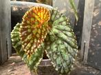 Begonia Chlorostica Red/Dark form, Ophalen of Verzenden, Overige soorten, Minder dan 100 cm