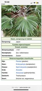 400 cm Trachycarpus Wagnerianus -winterbestendige  Palmboom, Tuin en Terras, Bloeit niet, Palmboom, 400 cm of meer, Ophalen