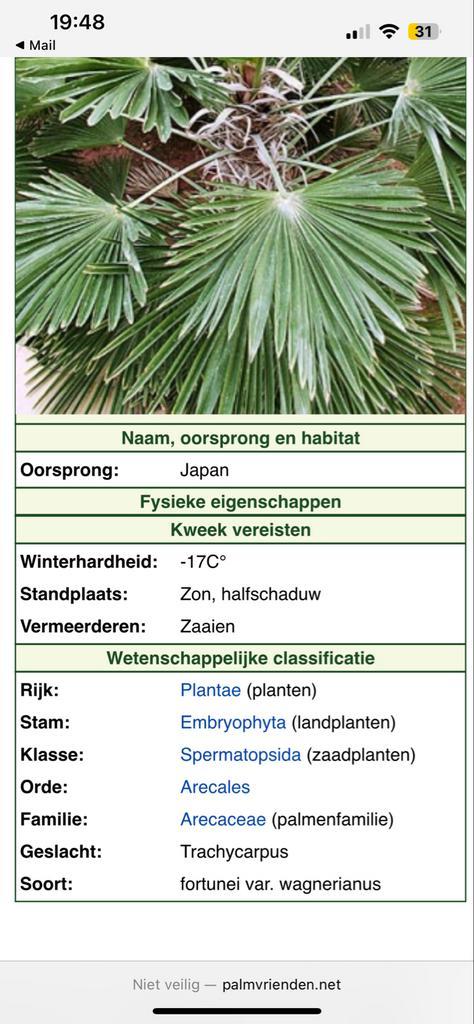 400 cm Trachycarpus Wagnerianus -winterbestendige  Palmboom, Tuin en Terras, Planten | Bomen, Palmboom, 400 cm of meer, Volle zon